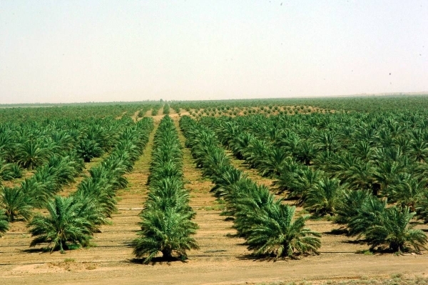 Saudi Arabia plants 50 million seedlings in Rub&#039; al Khali