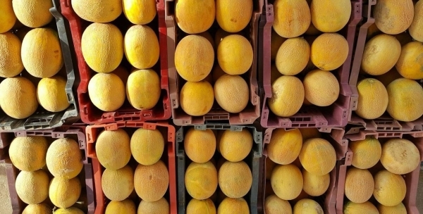 Saudi markets see strong demand for local melons as summer harvest hits 63,000 tons