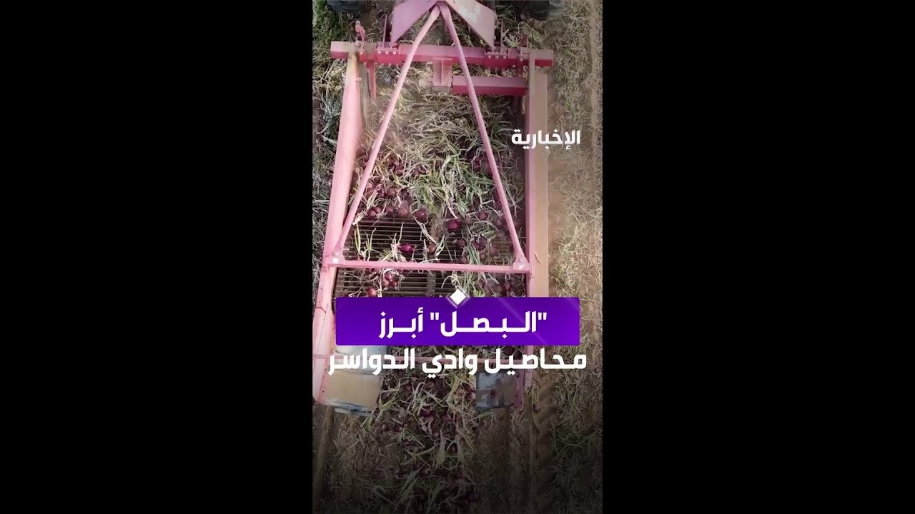 فيديو مزارع وادي الدواسر تنتج 200 ألف طن من البصل