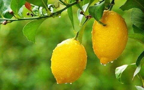 حماية المستهلك: اسعار الليمون ارتفعت بشكل جنوني