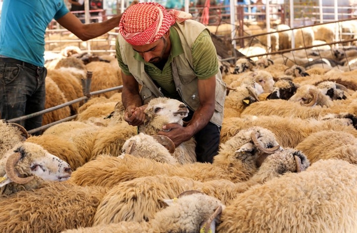 بدء استقبال طلبات حظائر بيع الأضاحي إلكترونيا بالأردن