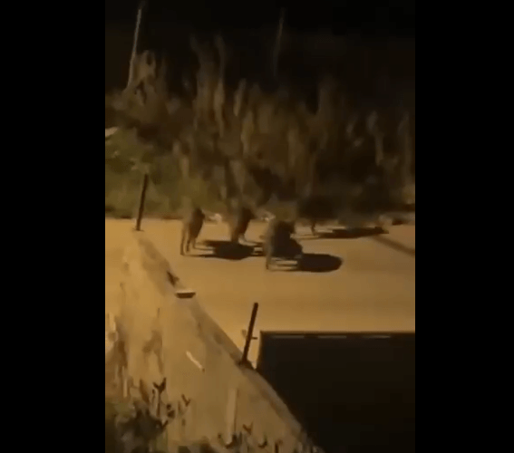 الاحتلال يهدم منازل بالخليل وطولكرم ويفرغ شاحنة خنازير شرق طولكرم / فيديو