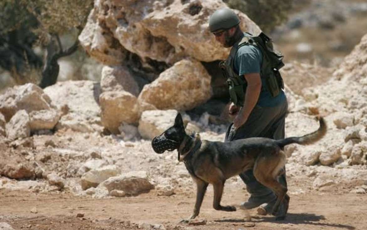 صادرات الكلاب العسكرية الهولندية لإسرائيل تضع هولندا في موقع التواطؤ بالجرائم الدولية
