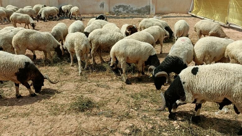 تعرف إلى أكبر 10 دول امتلاكا للأغنام بالعالم بينها بلد عربي