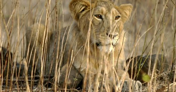 Why an increase in Gujarat's lion population is both good and bad news