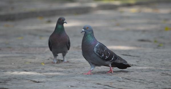 Mumbai civic body fines 142 persons in three weeks for feeding pigeons