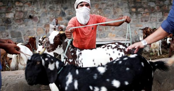UP: Sambhal administration bans animal slaughter in public places during Bakri Eid
