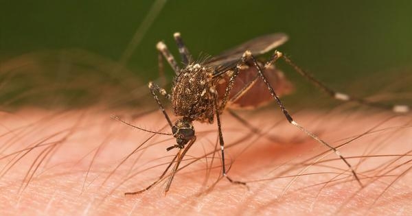 Forests are mosquito hotspots but deforestation can increase malaria mortality