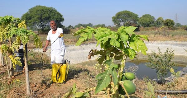 Why farmers are at risk as India pushes back against global curbs on deadly insecticide