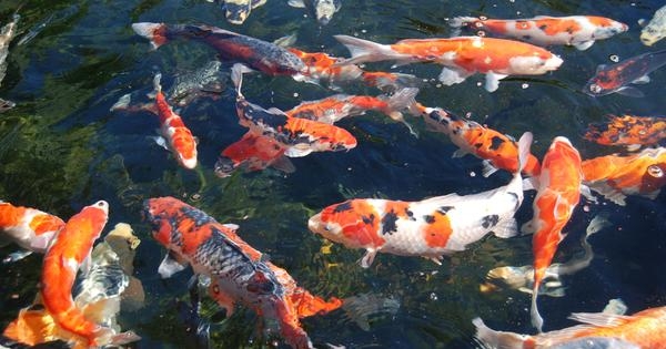 Ornamental fish trade is introducing invasive species into local ecology
