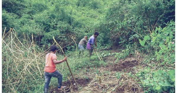 In a new book, a young naturalist writes about helping clear an invasive weed from Bandipur forest