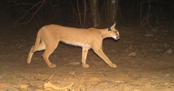 Elusive caracal caught on camera, renewing conservation efforts