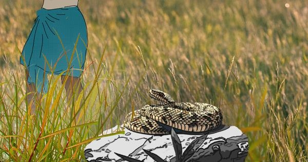 The deadliest wildlife conflict in India is being treated as a medical problem
