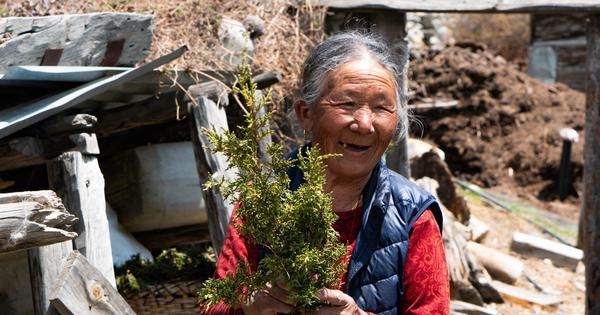 Nepal's sacred tradition of burning sang incense could wither away