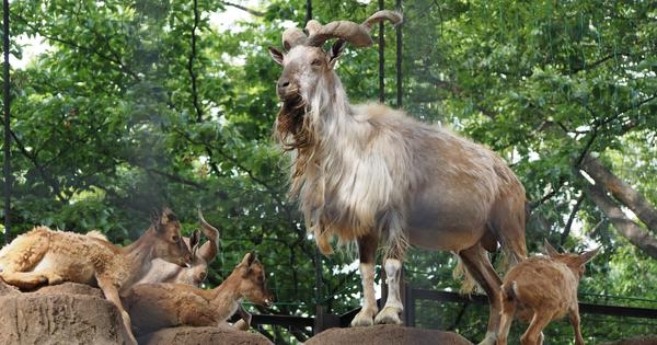 Livestock is out grazing the majestic wild goat in the Kashmir Himalayas