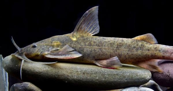 Catfish species found in Ganga point to India's freshwater fish diversity