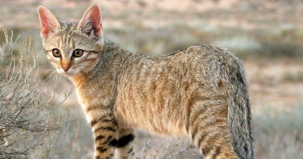 The enigmatic wild ancestors of domestic tabbies