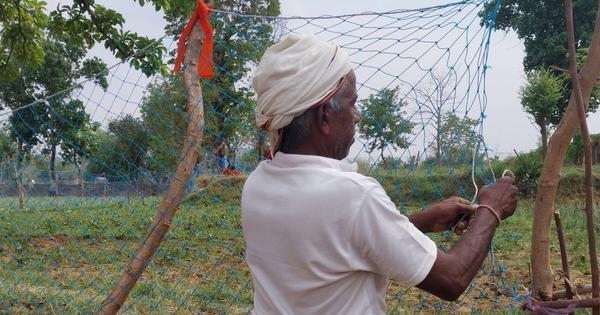 Jharkhand: Stone mining is driving nilgai into fields, destroying harvest