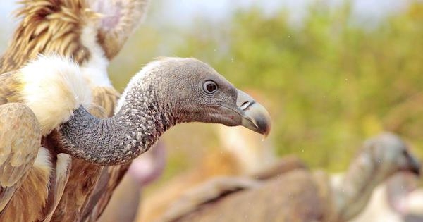 Vulture population dwindles despite drug ban