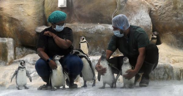 In Mumbai, BJP unleashes penguin politics to help it fly in civic polls