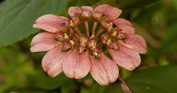 Bangladesh to focus on saving five plant species from extinction