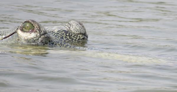 Warming climate could make endangered gharial population skew female