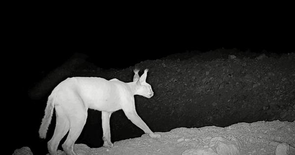 Two rare wildcat species caught on camera-traps in Pakistan