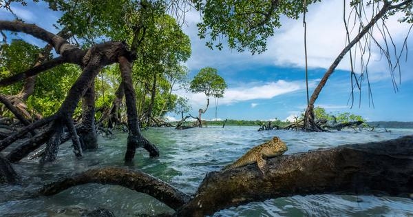 In photos: Fragile lives and life in the mangroves of the world