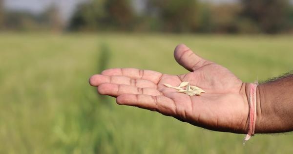 Could this wheat grain from the past help Indian farmers climate-proof their future?