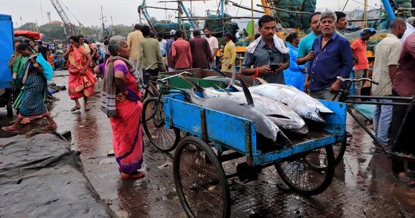 Panel report on recovery of Indian Ocean tuna stocks sets off alarm among experts