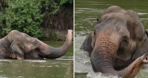 Maharashtra to file review plea in SC to bring back ailing elephant from Gujarat's Vantara