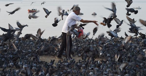 Why Mumbai ban on feeding pigeons has pitted neighbours against each other