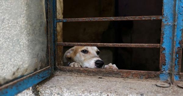 What Mumbai can teach Delhi about managing its street dog population