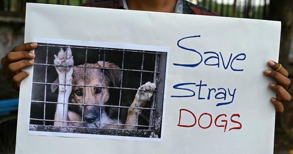 What the outrage over stray dogs says about the moral compass of middle-class Indians