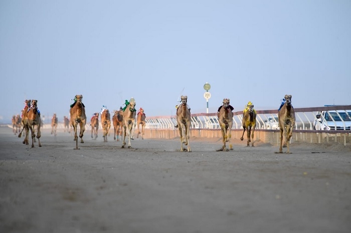 His Majesty's Camel Racing Cup Festival to kick off tomorrow