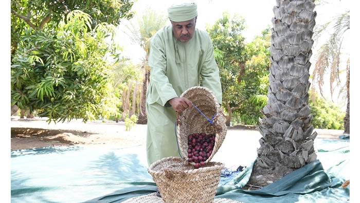 Royal Gardens and Farms successfully achieve early production of Al Khunaizi dates