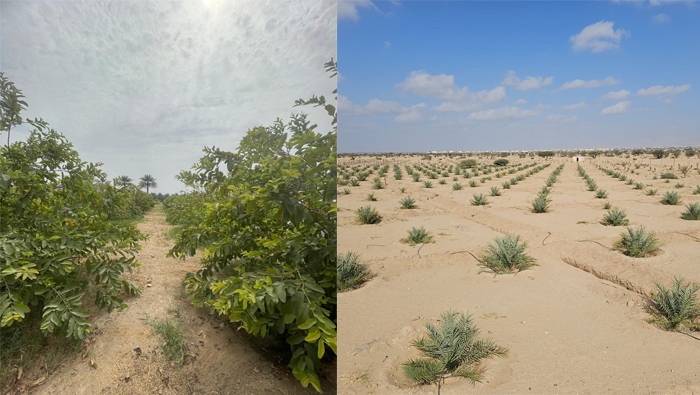 Model farms programme boosts famers' income Al Dhahirah