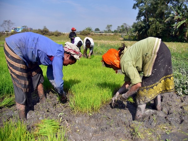 Robust 11.3% surge in Kharif sowing bodes well for inflation outlook in 2025: ICICI Bank