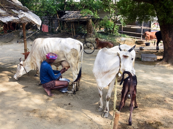 Opening India's dairy sector to US could cause Rs 1.03 lakh crore loss to dairy farmers: SBI Report
