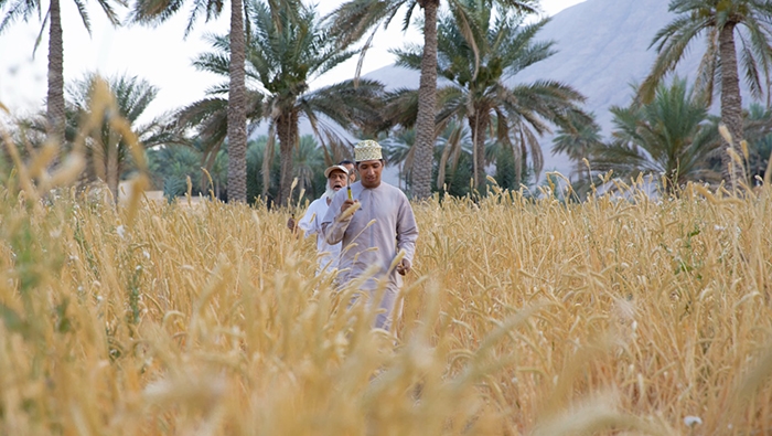 Oman Flour Mills invests more than OMR6mn in local wheat procurement