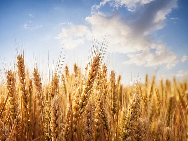 Bangladesh signs deal with US to import 7,00,000 tonnes of wheat annually ahead of tariff talks
