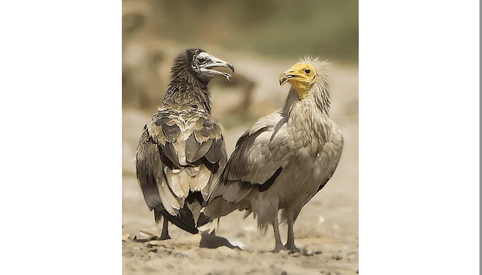 Rare sighting: Over 300 endangered Egyptian vultures spotted in North Al Sharqiyah