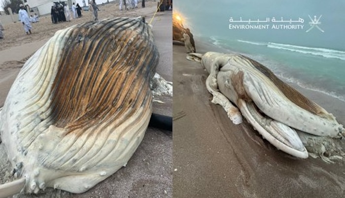 Entangled Whale found dead on Al Ashkhara beach, highlighting marine debris threat