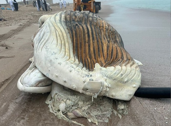 Death of whale: An irreparable marine life loss