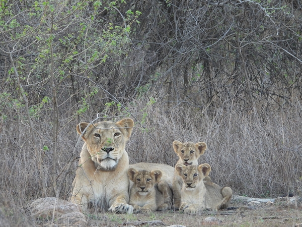 Asiatic lion numbers surge 32 per cent in five years, touch 891: Report