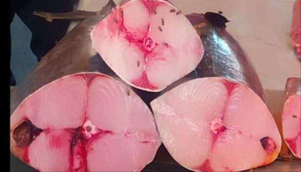عدن: أسعار الأسماك تقفز إلى أرقام قياسية والمواطنون يصرخون!