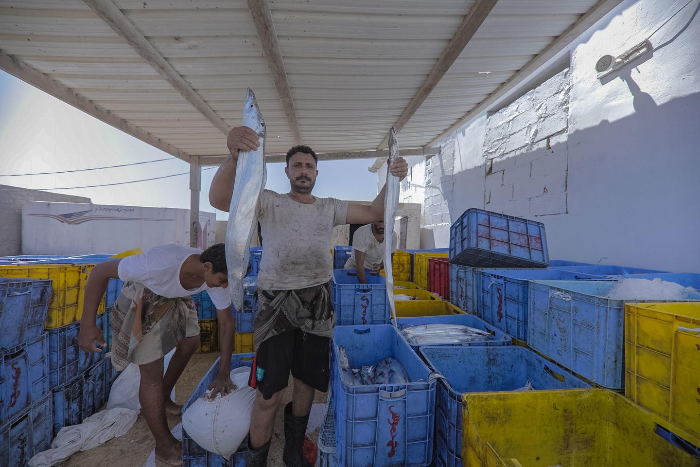 الأسماك الطازجة في اليمن بفضل حلول الطاقة الخضراء!