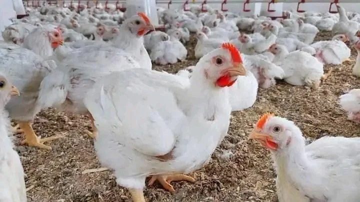 لحج.. اعتماد تسعيرة رسمية للدواجن ودعوات للمواطنين للإبلاغ عن المخالفين