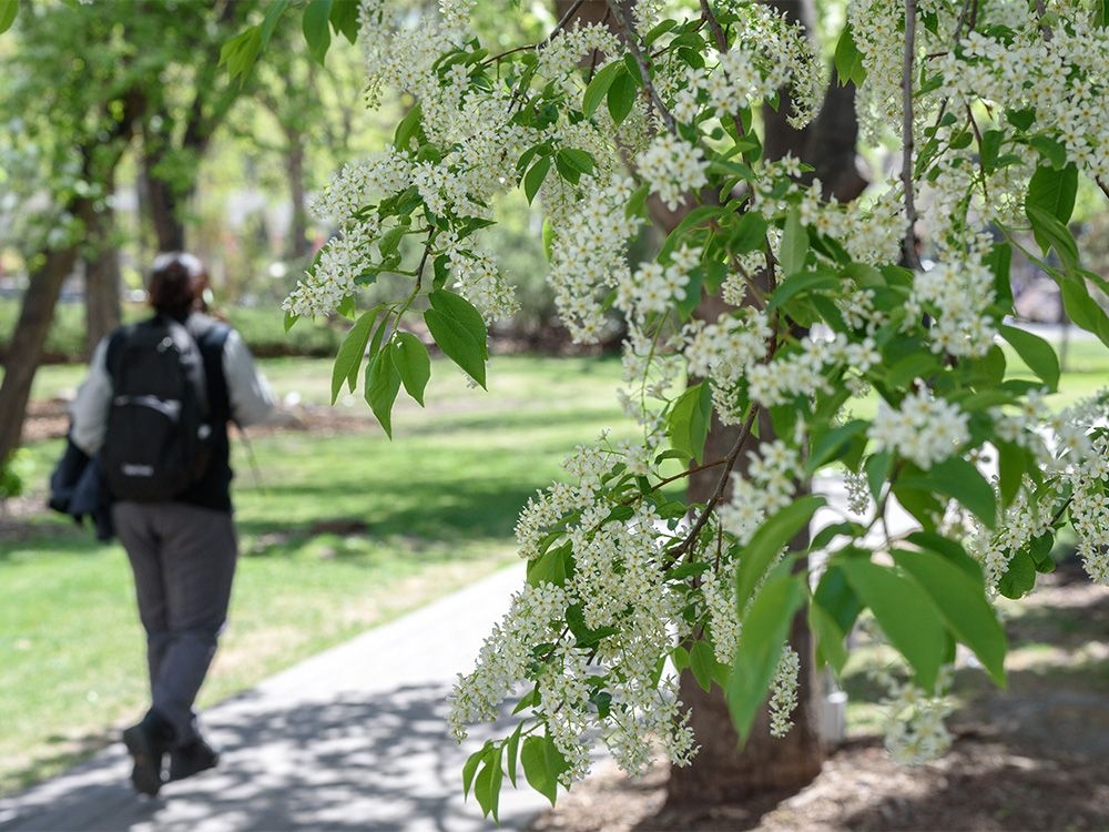 Group pushes for faster action on growing city's tree canopy