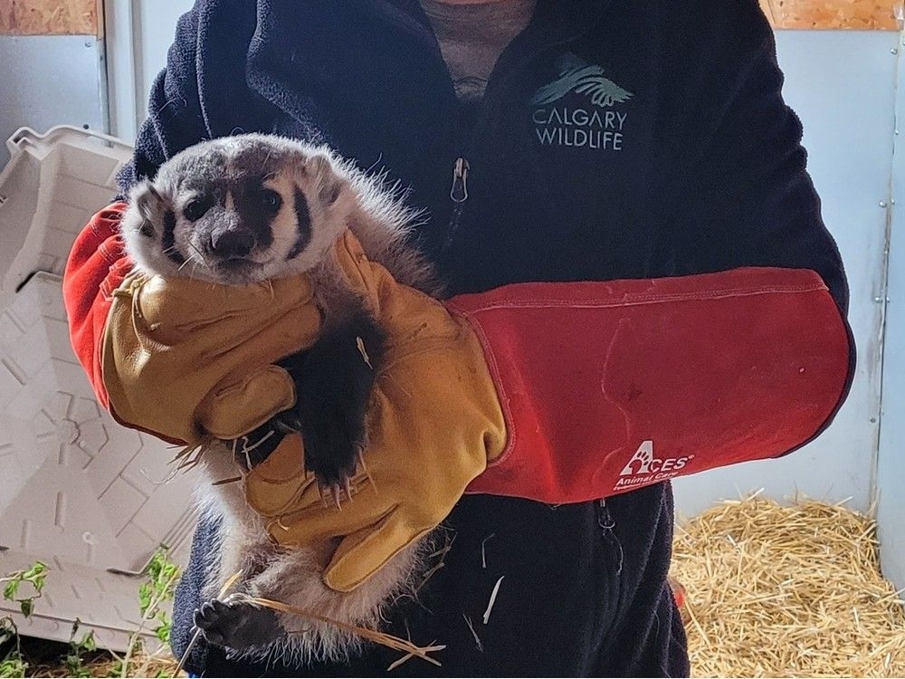 Orphaned badger rescued from roadside returned to wild: Calgary Wildlife